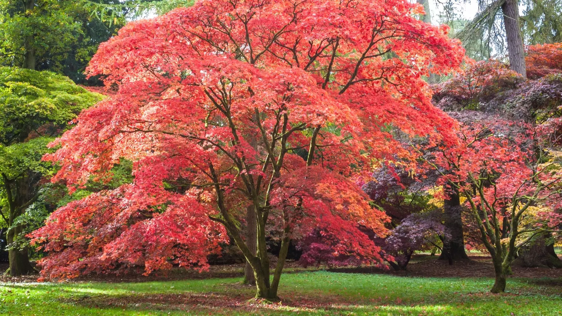 The Difference Between Trees and Other Types of Plants