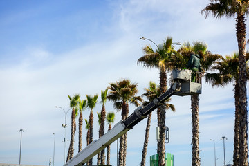 Palm Tree Trimming Tips