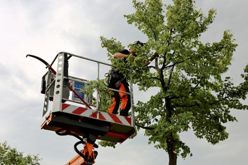 What Is a Tree Service?