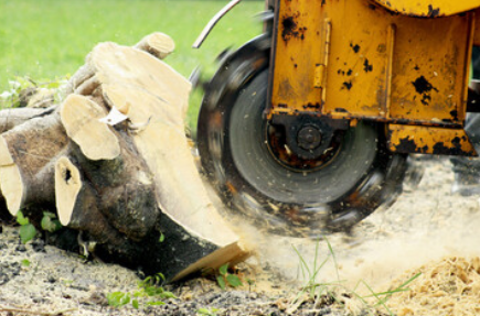 Tree Grinding – An Alternative to Stump Removal