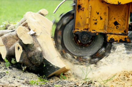 tree service