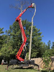 Tree Service